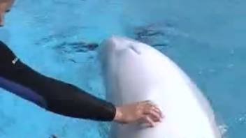 Dolphin handler observes the sea creature's erection during routine practice