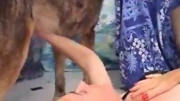 Dog licks woman's hairy pussy before fucking her