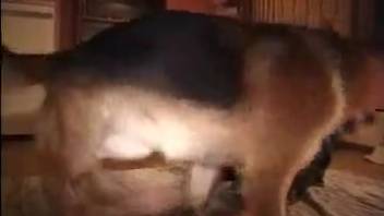 Alluring babe and her frisky pup in intense bestiality encounter