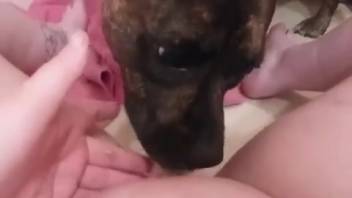 Canine licks and smells lady's vagina while she's nude and connected online