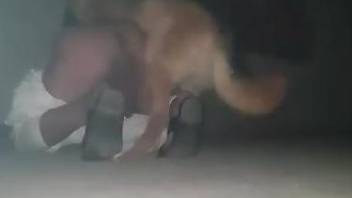Gay male tries late night porno with his dog in rough scenes