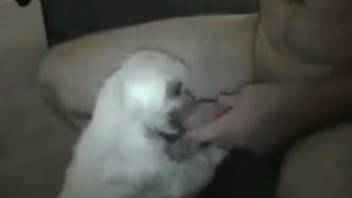 Aroused guy masturbates as his tiny dog attempts to lick his penis