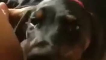 Canine messily laps at proprietor's damp vagina