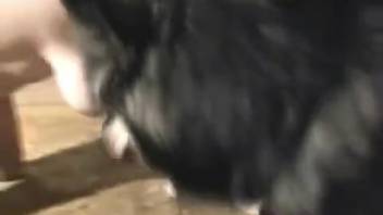 Novice homemaker joins intimately with her Husky dog in rear-entry position