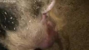 Disgusting farm bestiality action shot in close-up angle