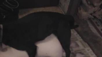 Intense anal sex with a big-dicked black dog
