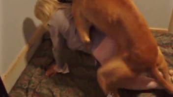 Blonde in stockings gets tongued and pounded by a canine