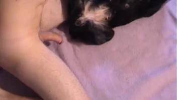 Ebony pooch is being sodomized anally by a vile bestiality-loving dude