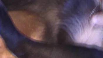 Intense bestiality footage with a sexually aroused man and an animal in heat