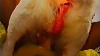 A curly-furred dog gets expertly blown by a slim dark-haired animal lover