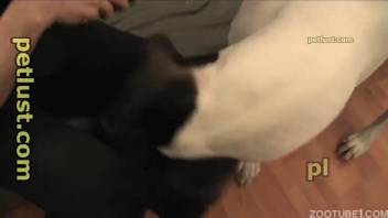 Aroused man stroking a canine's enticing penis while filming
